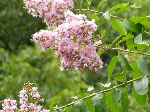 Muskogee Crape Myrtle Muskogee Crape Myrtle